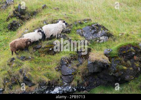 Drei isländische Schafe hintereinander auf einem Hügel. Island Stockfoto