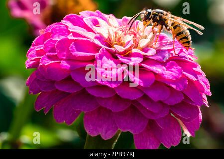Nahaufnahme einer lila Zinnia-Blume mit einer Wespe. Fotografie mit unscharfem Gartenhintergrund Stockfoto