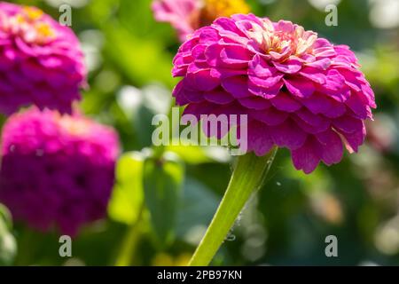 Nahaufnahme der lila Zinnia-Blume. Fotografiert im Garten mit mehr Zinnien im verschwommenen Hintergrund Stockfoto