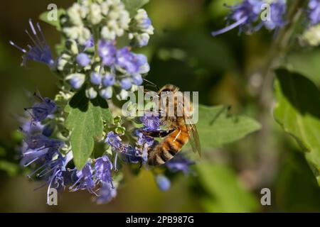 Honigbiene auf einer blauen Spiraea-Blume, im Garten mit verschwommenem Hintergrund aufgenommen Stockfoto