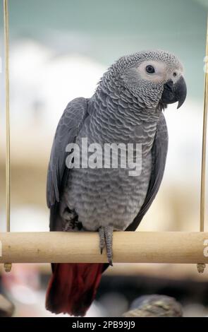 Afrikanischer Graupapagei (Psittacus erithacus), domestiziert Stockfoto