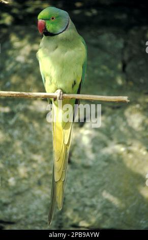 Rosensittich (psittacula krameri) Stockfoto