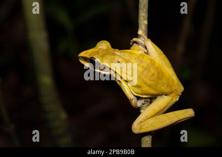 Ein erwachsener Rocket Treefrog (Boana lanciformis) aus der Region Loreto des peruanischen Amazonas. Stockfoto