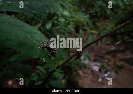 Atelopus spumarius aus der Region Loreto im Amazonasbecken in Peru. Stockfoto