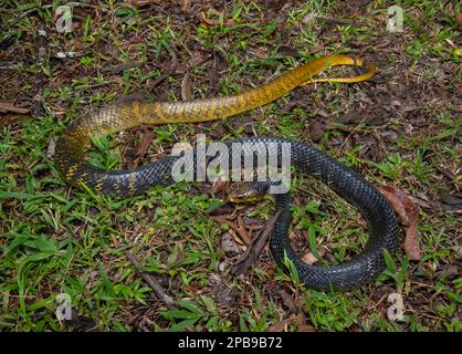 Gelbschwanzkribo (Drymarchon corais) aus der Region Loreto des peruanischen Amazonas. Stockfoto