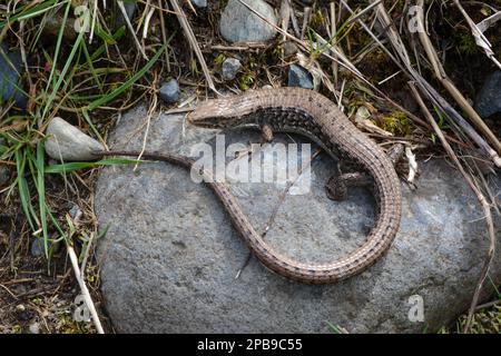 Ein Rotäugiger Blattfrosch (Agalychnis callidryas) aus Veracruz, Mexiko. Stockfoto