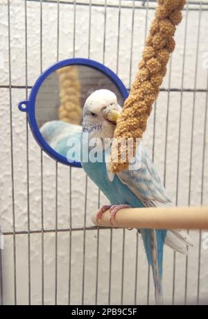 Die Fütterung von Hirse mit Käfigblaubudgie (Melopsittacus undulatus) Stockfoto