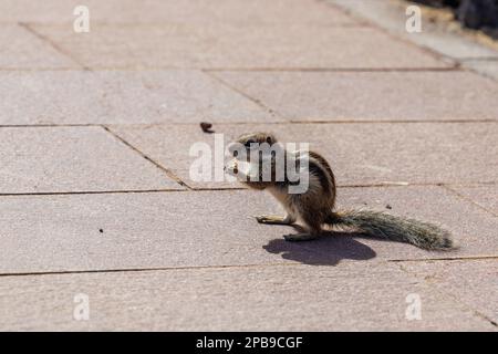 Chipmunk ist eine süße Attraktion auf Fuerteventura, Kanarische Insel Stockfoto