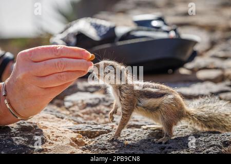 Chipmunk ist eine süße Attraktion auf Fuerteventura, Kanarische Insel Stockfoto