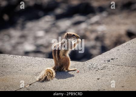 Chipmunk ist eine süße Attraktion auf Fuerteventura, Kanarische Insel Stockfoto