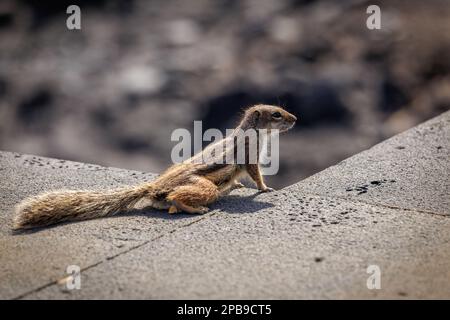 Chipmunk ist eine süße Attraktion auf Fuerteventura, Kanarische Insel Stockfoto