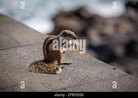 Chipmunk ist eine süße Attraktion auf Fuerteventura, Kanarische Insel Stockfoto