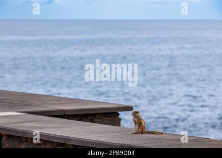 Chipmunk ist eine süße Attraktion auf Fuerteventura, Kanarische Insel Stockfoto