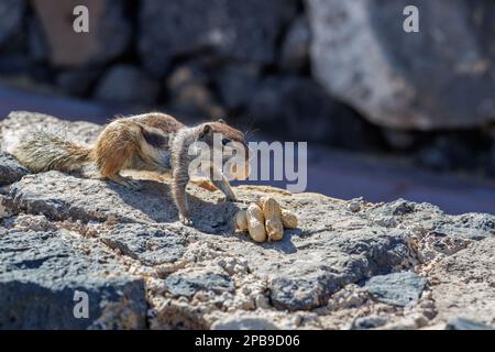 Chipmunk ist eine süße Attraktion auf Fuerteventura, Kanarische Insel Stockfoto