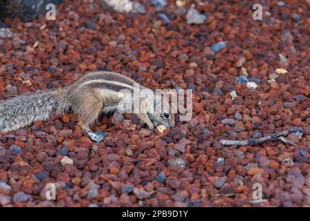 Chipmunk ist eine süße Attraktion auf Fuerteventura, Kanarische Insel Stockfoto