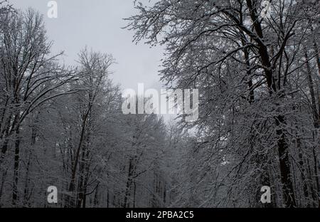 Bäume im Winter in Nordost-Ohio Stockfoto