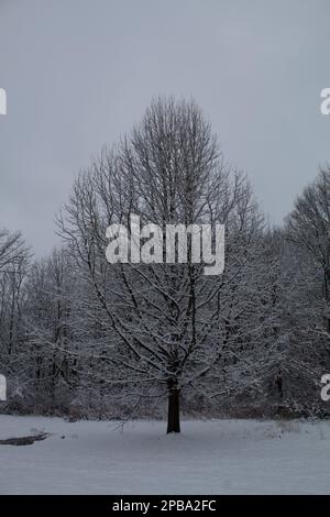 Bäume im Winter in Nordost-Ohio Stockfoto