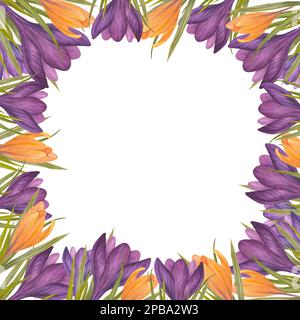 Rahmen mit lila und gelber Krokusblume, isoliert auf weißem Hintergrund, Aquarelldarstellung Stockfoto