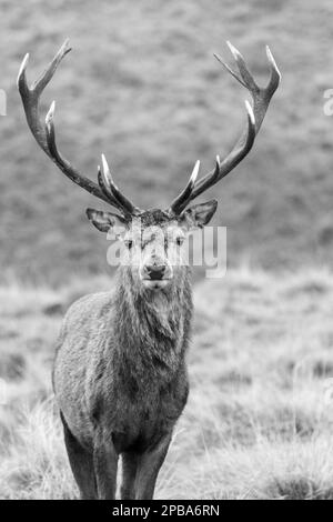 Roter Hirsch im Lyme-Park in Schwarz-Weiß. Stockfoto