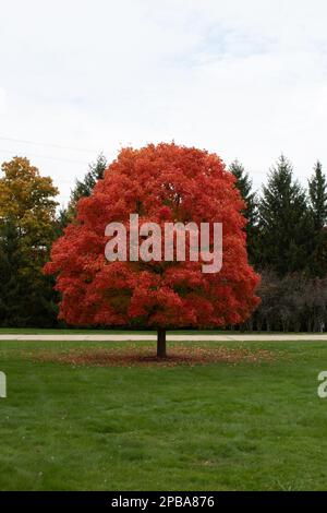 Bäume und Laub im Herbst in Nordost-Ohio Stockfoto