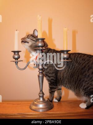 Hemi Kitty schaut sich die Kerzen an Stockfoto