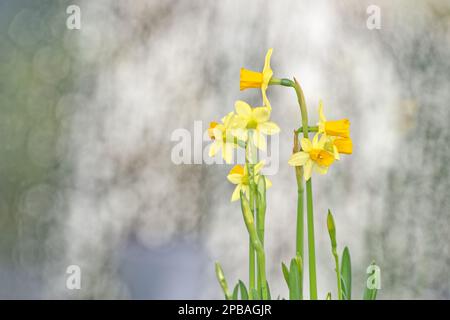 Ein Haufen frischer gelber Narzissenblüten vor grauem Hintergrund Stockfoto