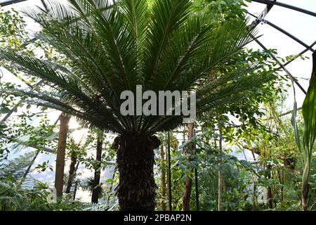 Sagopalme auf lateinisch genannt Cycas Revoluta, gefangen in einem Gewächshaus eines botanischen Gartens mit verschiedenen exotischen Pflanzen. Stockfoto