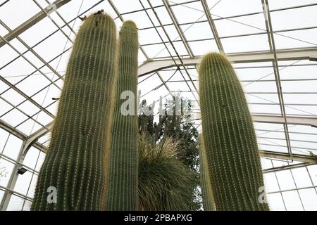 Lange Stämme von Columnarkaktus, erfasst im Niedrigwinkel-Blickfeld. Unter den Stämmen gibt es verschiedene exotische Pflanzen. Im Hintergrund gibt es ein Gewächshaus. Stockfoto