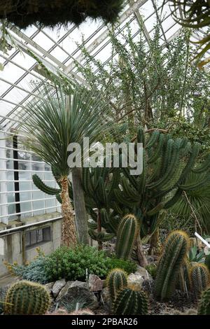 Anordnung von saftigen Pflanzen und Kakteen in einem botanischen Gartenhaus. Foto in vertikaler Ansicht und im Hintergrund mit Glaswänden. Stockfoto