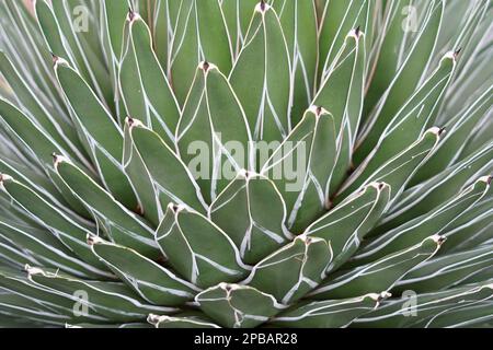 Ausschnitt der Agave-Pflanze, auf lateinisch heißt sie Agave victoriae-regina. Seine saftigen Blätter haben eine typische dünne weiße Kante. Stockfoto