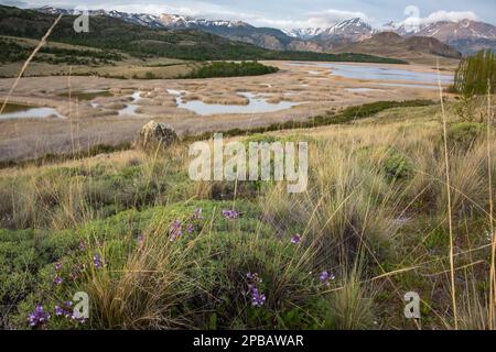 Blühende Erbsen über Estero Portezuelo, Valle Chacabuco, in der Nähe von Cochrane, Patagonien Stockfoto