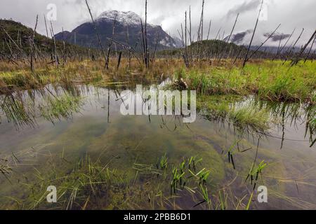 Unkraut, Reflexionen, verbrannte Bäume, schneebedeckte Berge, X-109, Tortel, Patagonien Stockfoto