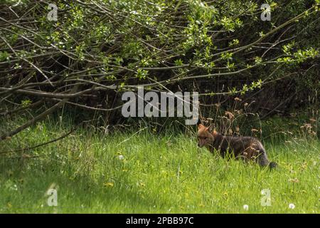 Patagonischer Graufuchs (Lycalopex griseus), Tal Chacabuco, Patagonien Stockfoto