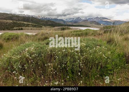 Valle Chacabuco über Estero Portezuelo mit blühendem Chilotrichum sp., Patagonien Stockfoto