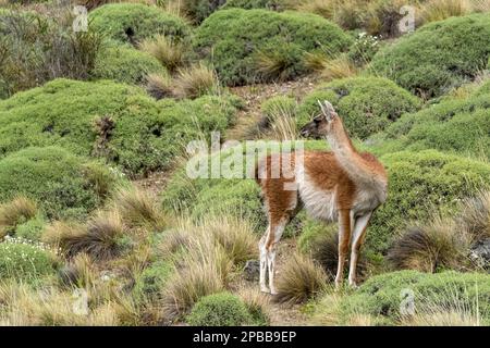 Guanaco auf einem Hügel mit dem Kopf vom Wind abgewendet, Chacabuco-Tal, Patagonien Stockfoto