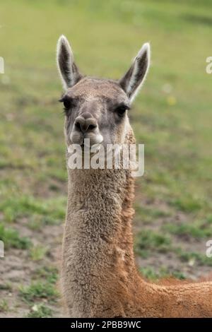 Porträt eines Guanacos (Lama guanicoe), Chacabuco-Tal, Patagonien Stockfoto