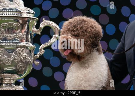Orca The Lagotto Romagnolo, der am vierten Tag der Crufts Dog Show im Birmingham National Exhibition Centre (NEC) den Titel „Best in Show“ gewonnen hat. Foto: Sonntag, 12. März 2023. Stockfoto