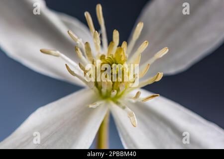 Clematis armandii blüht im Frühling in einem Devon Country Garden. Stockfoto