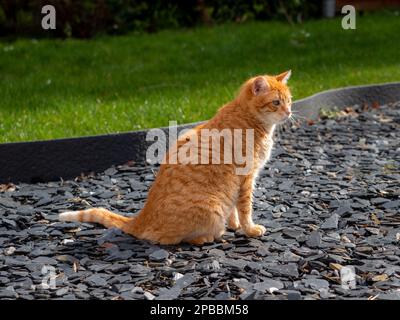 Ingwerkatze, die an einem sonnigen Tag im Garten sitzt Stockfoto