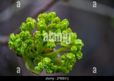 Ein majestätischer Ahorn: Acer Platanoides in voller Blüte. Sein Foto zeigt die atemberaubende Schönheit von Acer Platanoides, einer Art von Ahornbaum, auch bekannt als t Stockfoto