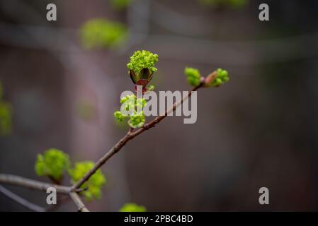 Ein majestätischer Ahorn: Acer Platanoides in voller Blüte. Sein Foto zeigt die atemberaubende Schönheit von Acer Platanoides, einer Art von Ahornbaum, auch bekannt als t Stockfoto