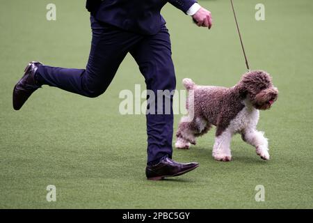 Orca The Lagotto Romagnolo, der am vierten Tag der Crufts Dog Show im Birmingham National Exhibition Centre (NEC) den Titel „Best in Show“ gewonnen hat. Foto: Sonntag, 12. März 2023. Stockfoto