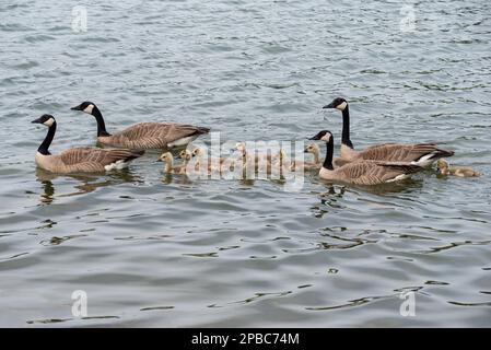 Vier kanadische Gänse mit Schwimmen auf Loch Leven im Cypress Hills Interprovincial Park, SK Stockfoto