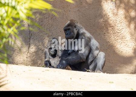 Mutter Gorilla entspannt sich mit ihrem Kind Stockfoto