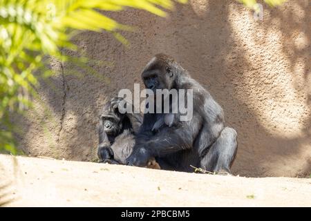 Mutter Gorilla entspannt sich mit ihrem Kind Stockfoto