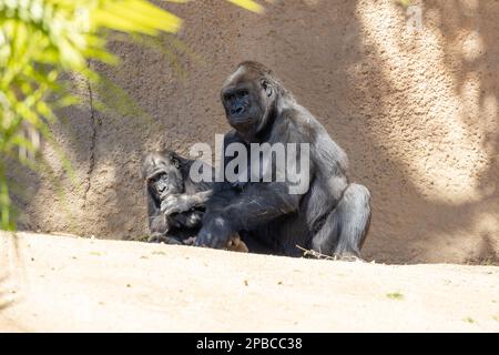 Mutter Gorilla entspannt sich mit ihrem Kind Stockfoto