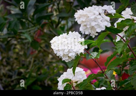 Die Blütenpflanze Hydrangea paniculata "Rampenlicht" Stockfoto