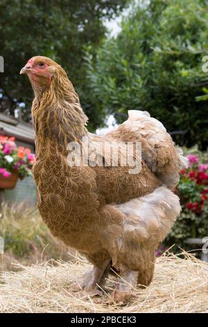 Weibliches Gold-Brahma-Huhn aus Asien Stockfoto