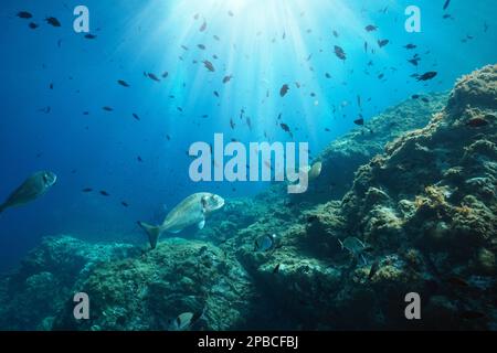 Fischschwärme mit Sonnenlicht unter dem Meer im Mittelmeer (Meerbrasse und Dammfisch), Frankreich, Occitanie Stockfoto
