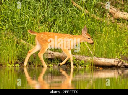 Schwarzwedelhirsch (Odocoileus hemionus), Willamette Greenway, Oregon Stockfoto